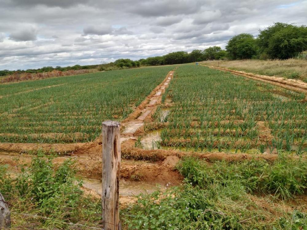 Agricultores familiares de Abaré aumentam produção com chegada de irrigação 