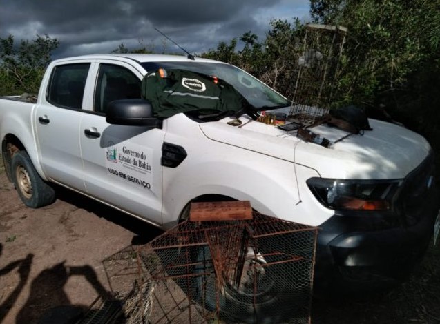 Inema realiza mais uma fase da Operação Arara Kuara em Jeremoabo e outros municípios em combate a crimes à fauna silvestre