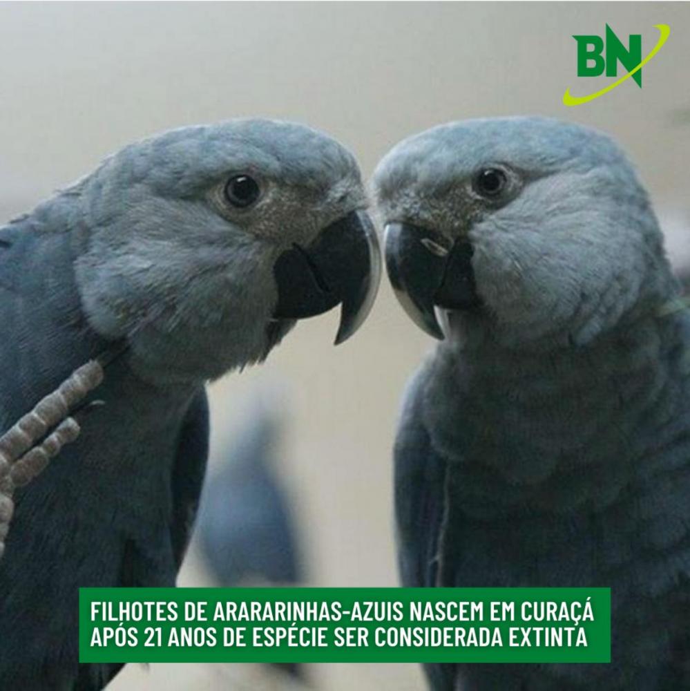Dois filhotes de ararinha-azul nasceram em um cativeiro em Curaçá, no Sertão do São Francisco
