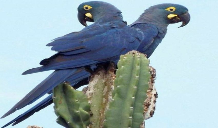 No palco da Guerra de Canudos, a ararinha azul pede passagem