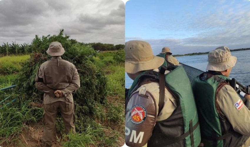 CIPM erradica plantio com 12.500 pés de maconha em 4 ilhas no Rio São Francisco em Curaçá