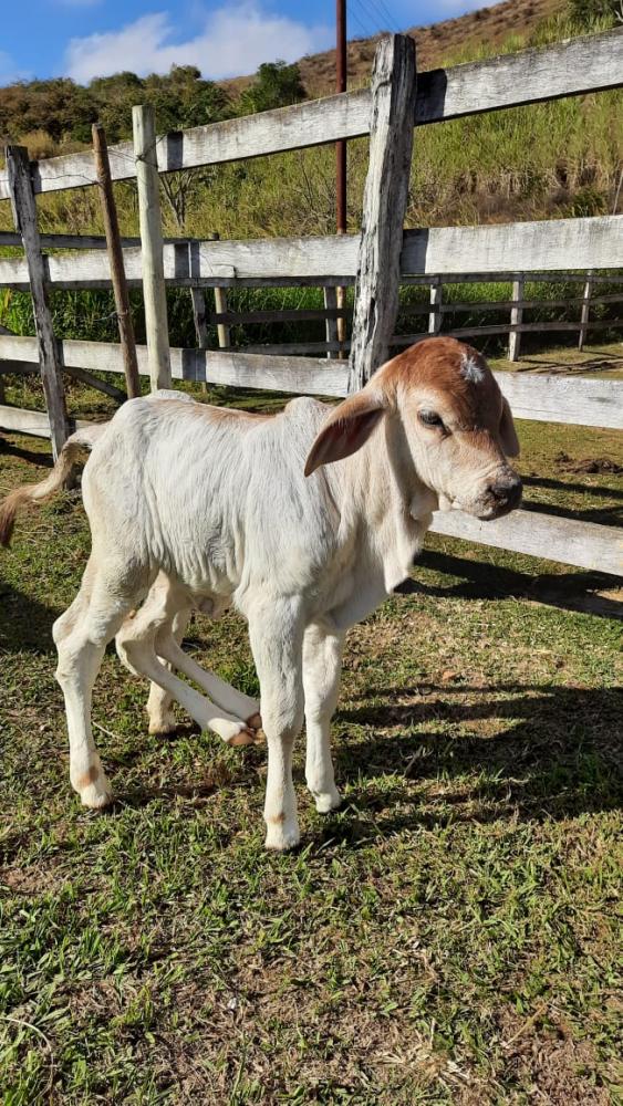 Bezerra nasce com seis patas e dois quadris, é operada, e pesquisadores buscam respostas