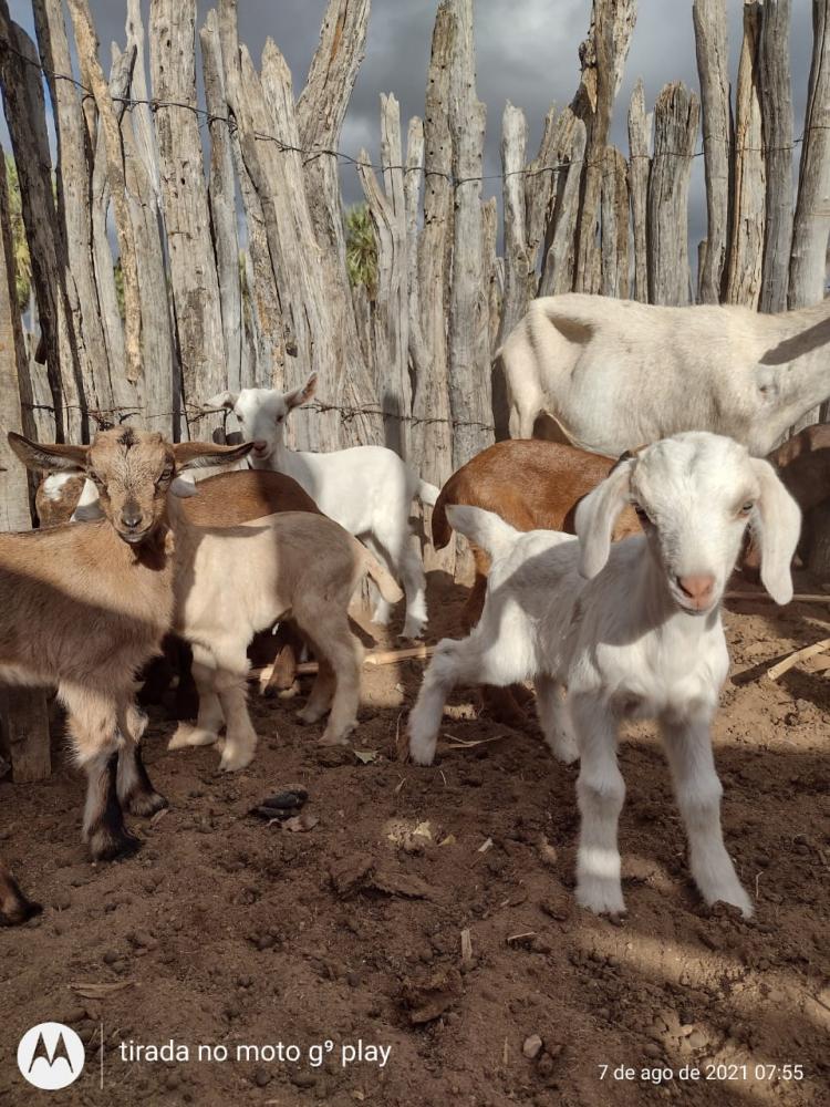 Criação de caprinos gera renda para produtores do município de Sento Sé