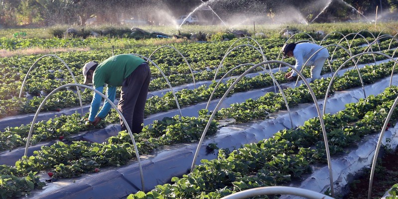 Senado aprova auxílio para agricultores familiares