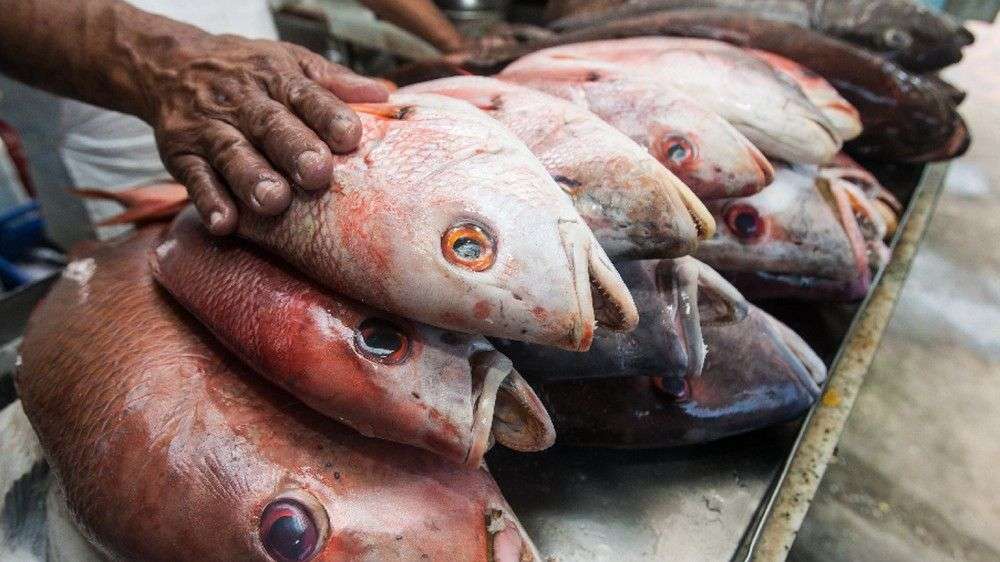 Sesab confirma 13 casos de doença que deixa ‘urina preta’ na Bahia este ano e investiga mais cinco