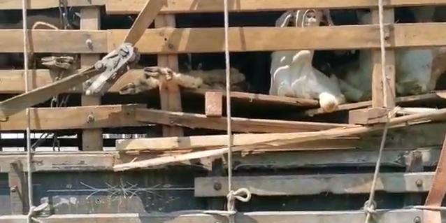 Veículo que seguia de Uauá para São Paulo com transporte irregular de mais de 300 cabras é flagrado pela PRF em Atibaia (SP)