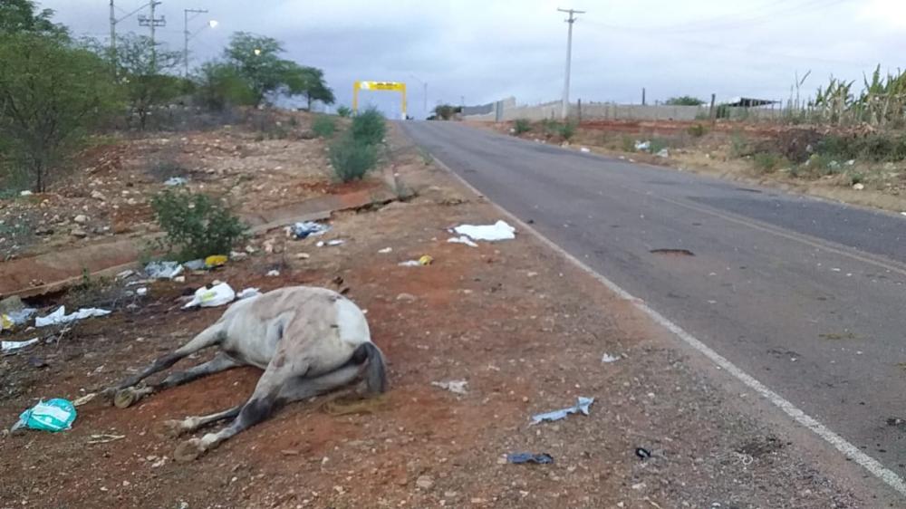 CANUDOS: MOTOCICLISTA MORRE AO COLIDIR COM CAVALO PROXIMO A ENTRADA DA BR 235, SENTIDO JEREMOABO –BA