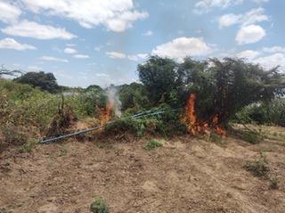 Curaçá: Polícia apreende 13 mil pés de maconha em ilhas do rio São Francisco