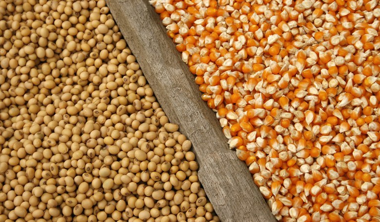Milho e soja estão caros para a dieta de aves? Veja as melhores alternativas