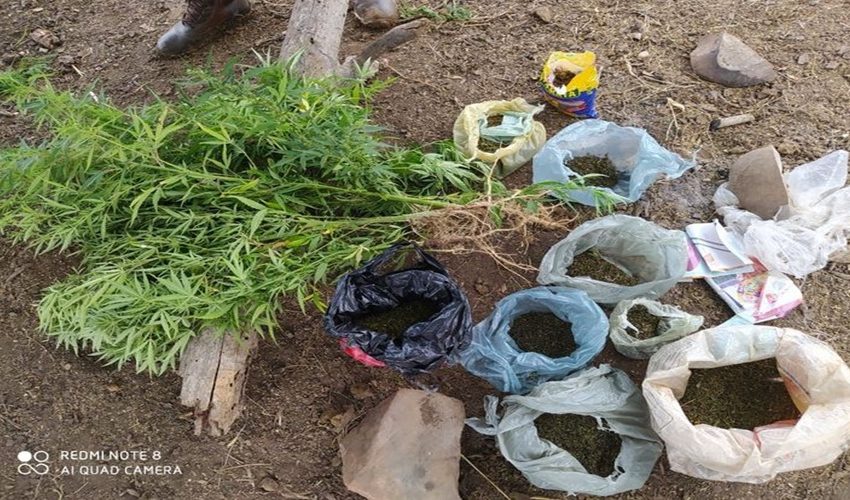Idoso é preso em plantação com mil pés de maconha no povoado Canché em Jeremoabo