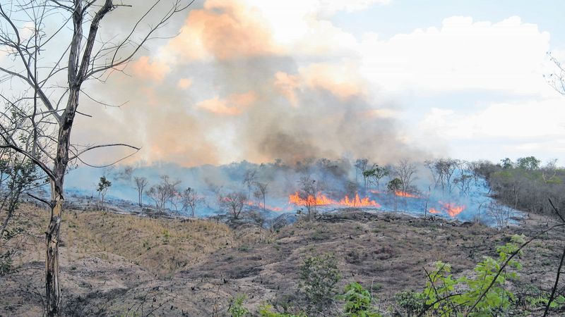 Macururé, Rodelas e Jeremoabo estão entre os 10 municípios mais afetados pela diminuição da Caatinga