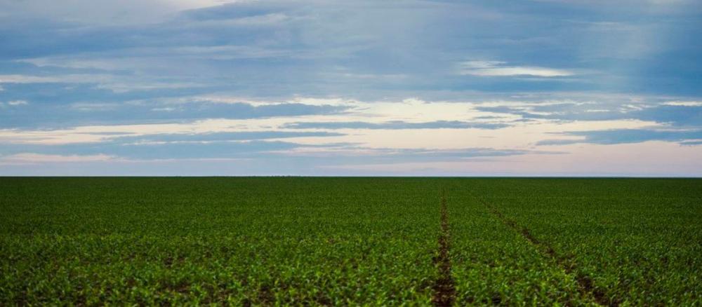Governo Federal publica novas regras para registro de defensivos agrícolas