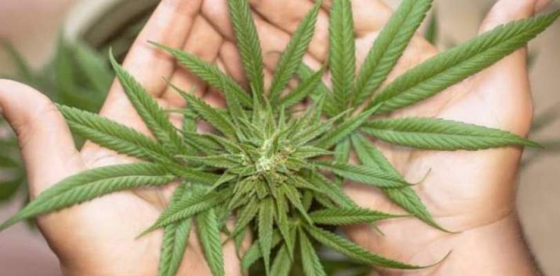 Anvisa otimiza importação de produtos derivados da Cannabis