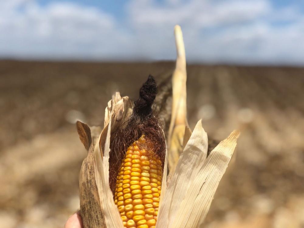 Tecnologia agrícola é uma realidade e já melhora a produção de grãos em Euclides da Cunha