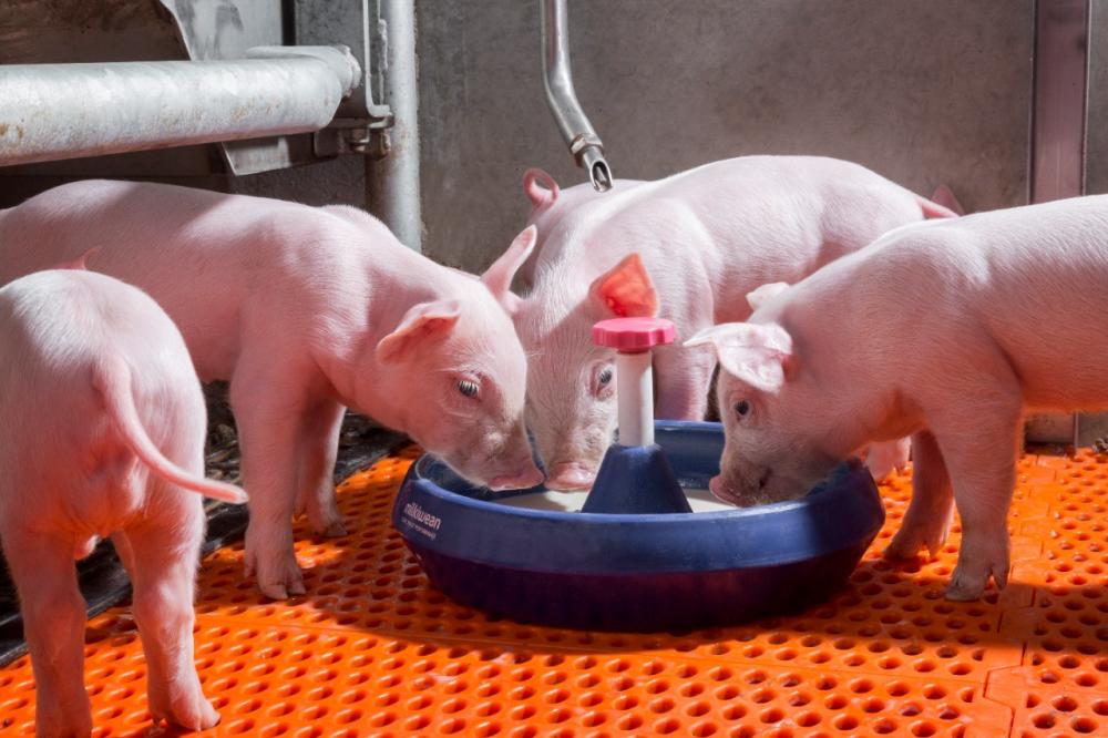 Suplementação nutricional na maternidade promove arranque do ganho de peso dos suínos na creche