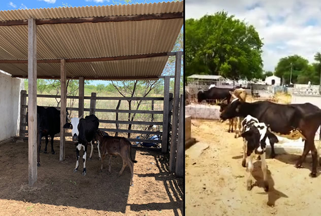 Uauá: Animais invadem cemitério e vídeo ‘viraliza’ nas redes sociais. Prefeitura se manifesta