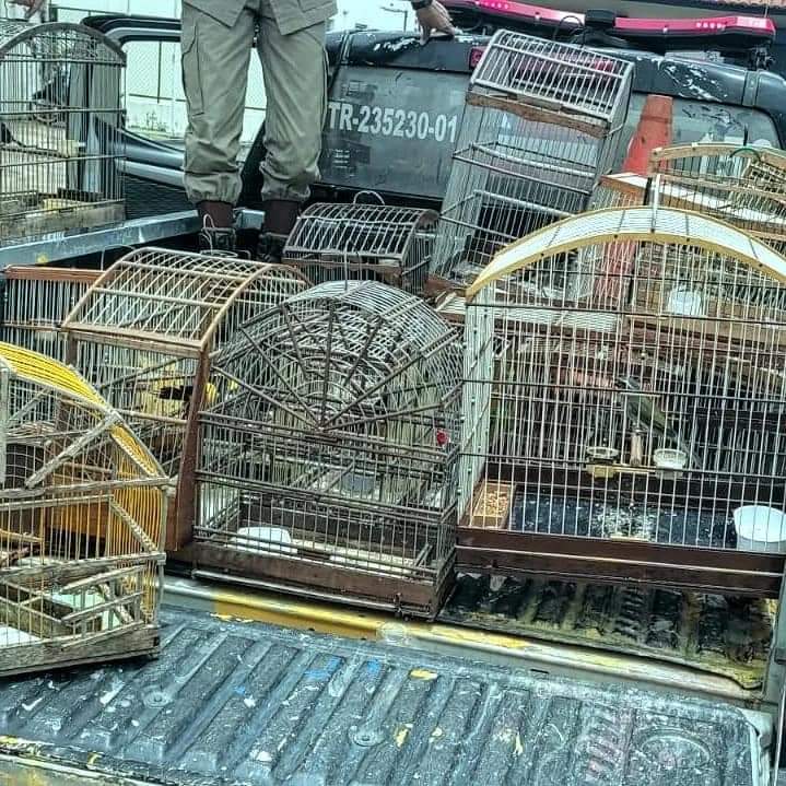 PM apreende alçapões, gaiolas e pássaros na cidade de Euclides da Cunha