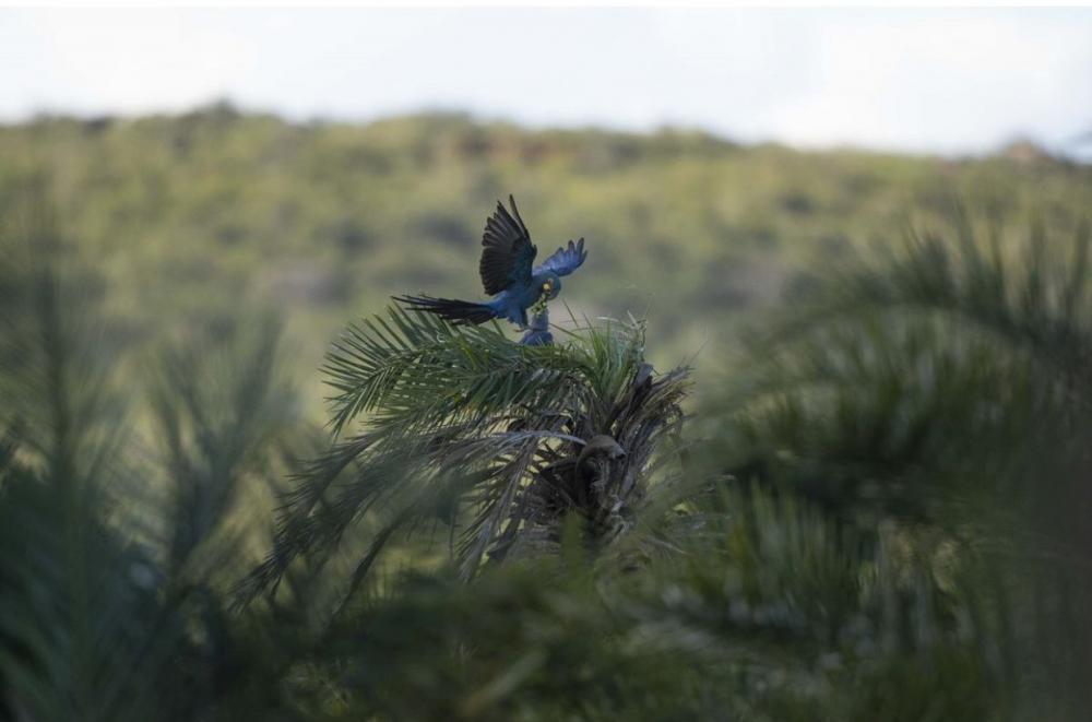 Voltalia investirá na restauração do habitat das araras-azuis-de-lear