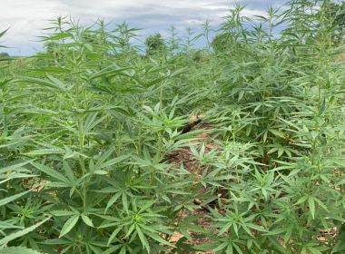Polícia extermina plantação com mais de 18 mil pés de maconha em Curaçá