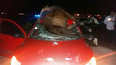 Impressionante: Cavalo é atropelado e cai sobre o parabrisa do carro em Jacobina