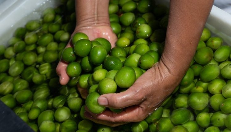 Uauá: Umbu, o fruto que encanta a Bahia e ultrapassa fronteiras