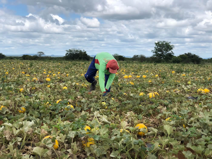 Diversificação de culturas promete alavancar o agronegócio no município de Euclides da Cunha-BA