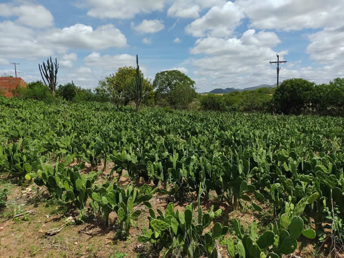 Agricultores familiares de Monte Santo recebem investimentos para fortalecer a ovinocaprinocultura