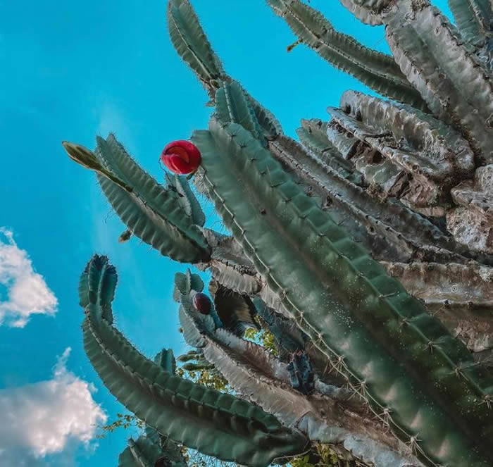 Euclides da Cunha: Bactéria encontrada no mandacaru vira bioproduto que promove tolerância à seca em plantas