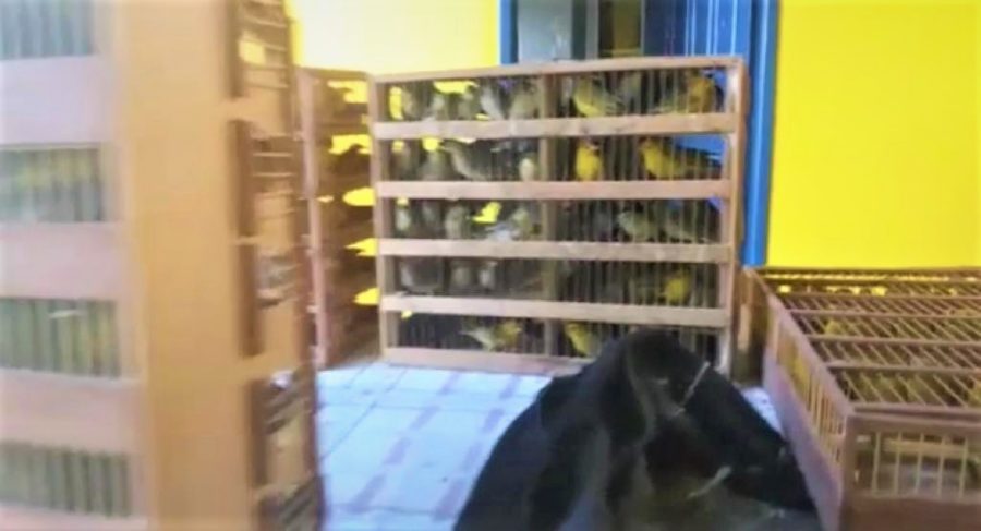 Homens são detidos em FS com 650 canários que seriam levados para Paulo Afonso (BA); um dos animais morreu