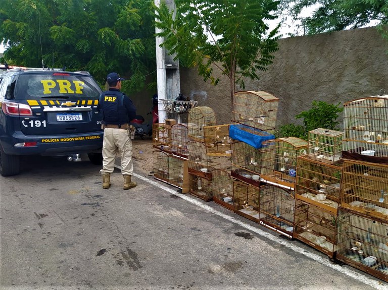 Em Paulo Afonso (BA), PRF resgata 25 aves silvestres criadas em cativeiro