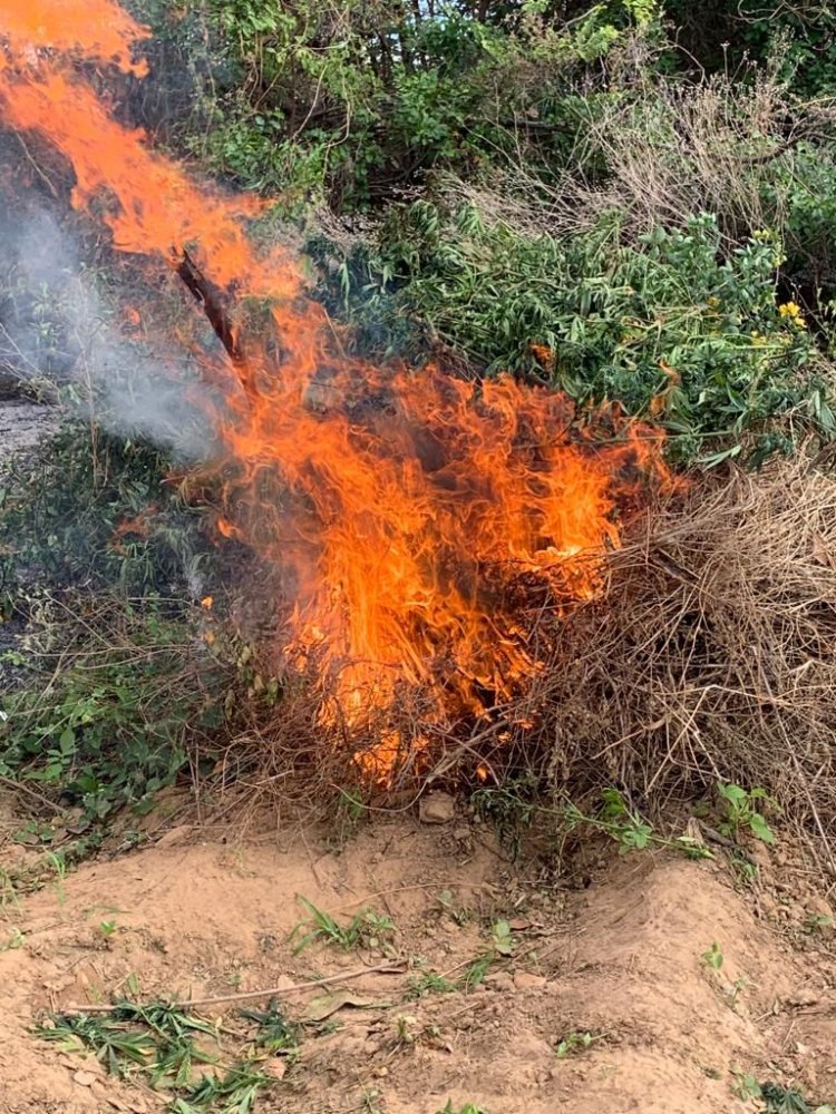 45ª CIPM destrói plantação de maconha em Curaçá