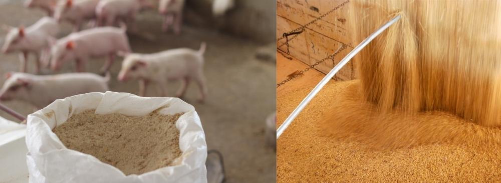 Em busca de produção eficiente, nutrição de precisão ganha cada vez mais espaço na cadeia de proteínas animais