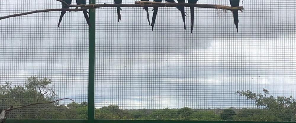 Após 20 anos, a ararinha-azul, ave típica da Bahia, está de volta à Caatinga 