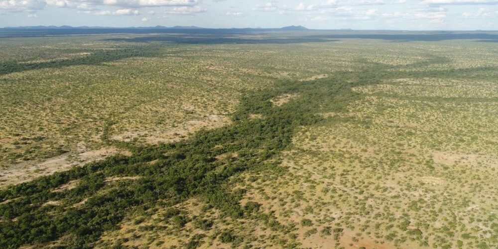 Projeto do Nema, da Univasf, irá recuperar habitat das ararinhas-azuis na Caatinga