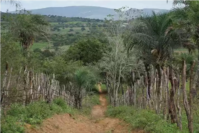 Desafio Arara de Lear: veja como participar e ainda ganhar uma bicicleta zero km