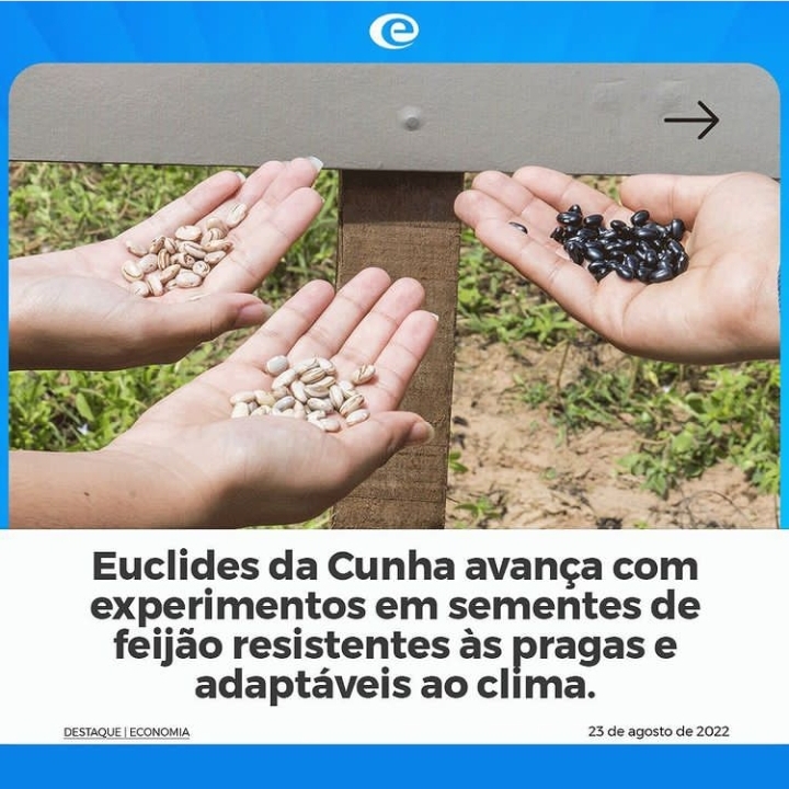 Euclides da Cunha avança com experimentos em sementes de feijão resistente a pragas e adaptáveis ao clima