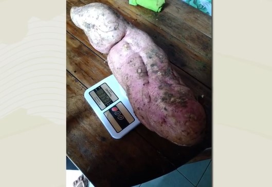 Casal cultiva batatas doces gigantes no interior da Bahia