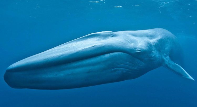 Radialista Petrolinense entra no grupo baleia azul e veja o que aconteceu - Ouçam o Audio