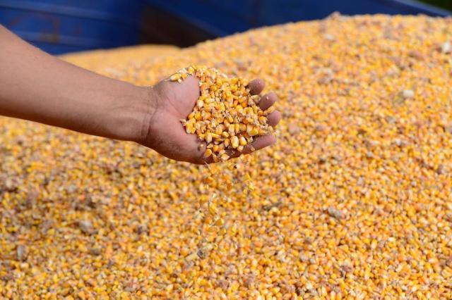 SECRETARIA MUNICIPAL DE AGRICULTURA E PECUÁRIA DE MACURURÉ-BA CONVIDA OS PRODUTORES PARA REALIZAREM O CADASTRO DO PROGRAMA DE VENDAS DE MILHO EM BALCÃO.