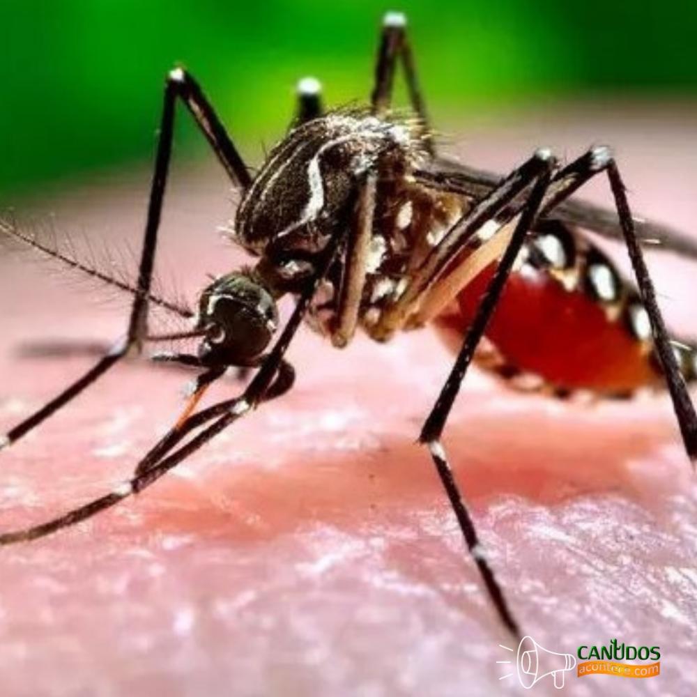 Números de casos de dengue explodem no Brasil em 2022 e pode acabar com recorde de mortes pela doença