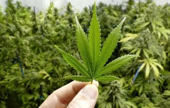 Entenda a proposta que promete acesso à cannabis medicinal em Salvador pelo SUS