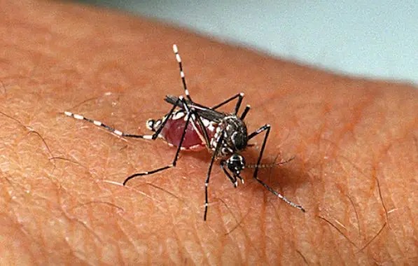 Com 980 mortes por dengue, Brasil se aproxima de recorde em um ano