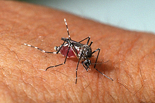 Incidência de dengue, chikungunya e zika cresceu na Bahia em 2022; entenda