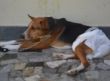 Crueldade: Cachorro é vítima de estupro na Bahia e voluntários fazem campanha para tratamento