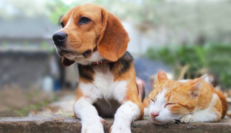 Projeto permite ausência no trabalho em caso de morte de bicho de estimação