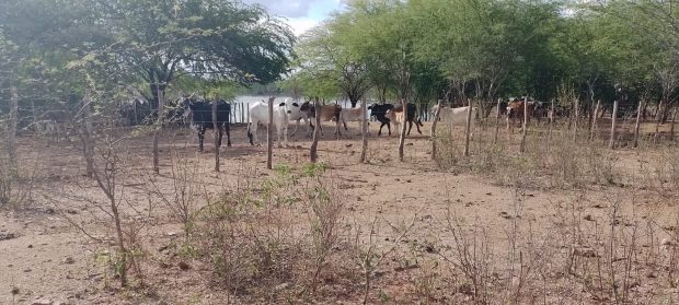 Comunidade de Fundo de Pasto de Aroeira, em Canudos, sofre com ameaças de fazendeiros