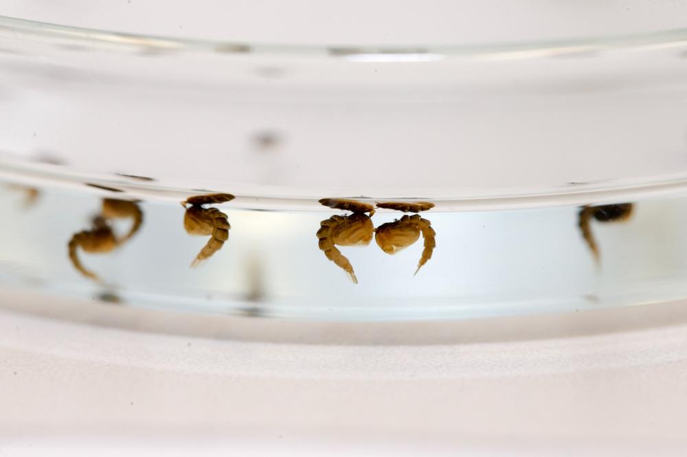Feira confirmou 218 casos de doenças transmitidas pelo mosquito Aedes Aegypti em 2022
