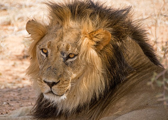 Leão feroz escapa de circo em Serrinha e mata mais de 30 animais; população está em pânico