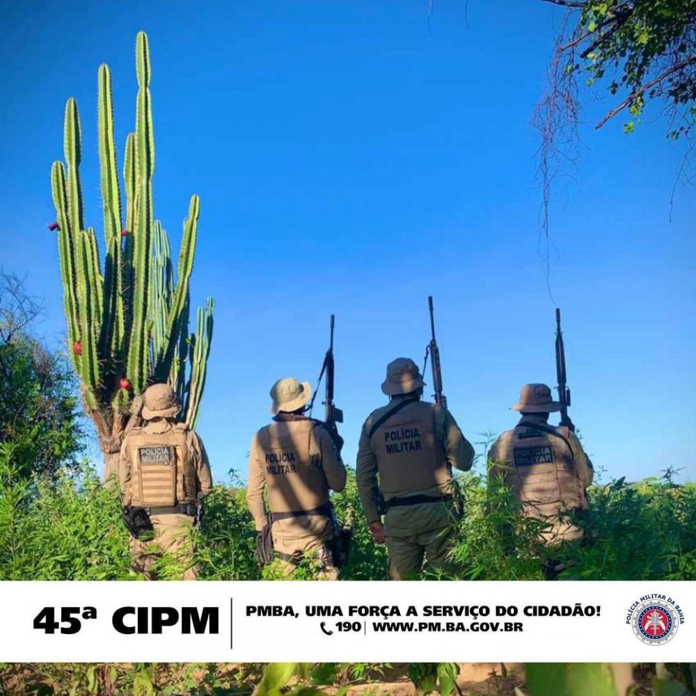 PMBA REALIZA ERRADICAÇÃO DE APROXIMADAMENTE 14.000 PÉS DE CANNABIS SATIVA (MACONHA) NO MUNICÍPIO DE CURAÇÁ