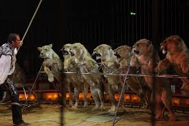 Projeto prevê pena de prisão de dois a cinco anos para quem usar animais em circos